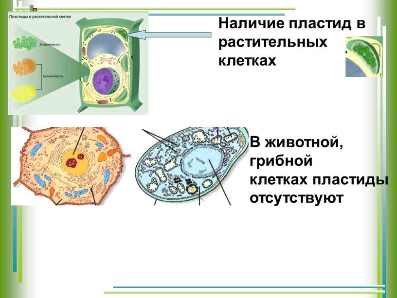 Наличие пластид в растительных клетках