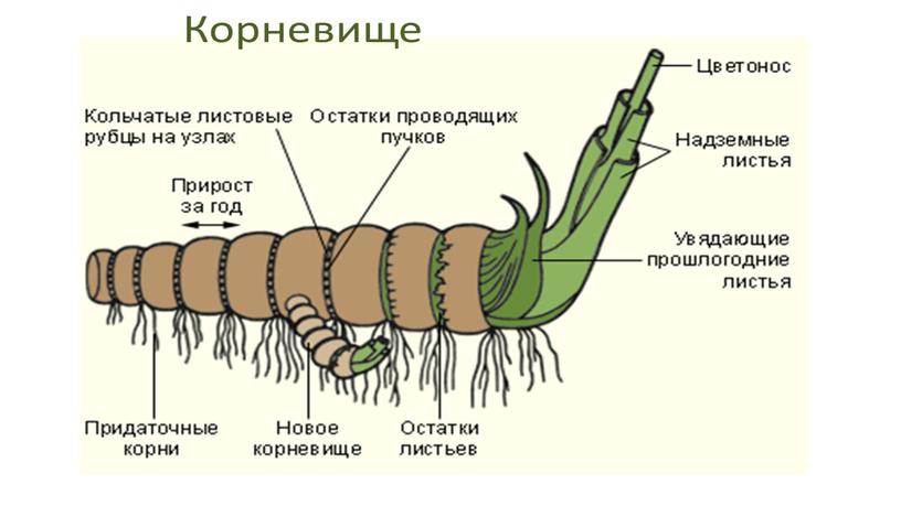 Размножение и оплодотворение растений. Вегетативное размножение