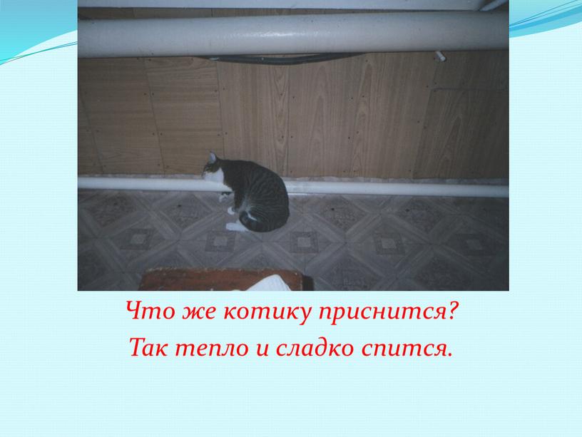 Что же котику приснится? Так тепло и сладко спится