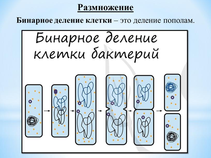 Размножение Бинарное деление клетки – это деление пополам