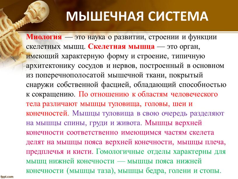 МЫШЕЧНАЯ СИСТЕМА Миология — это наука о развитии, строении и функции скелетных мышц