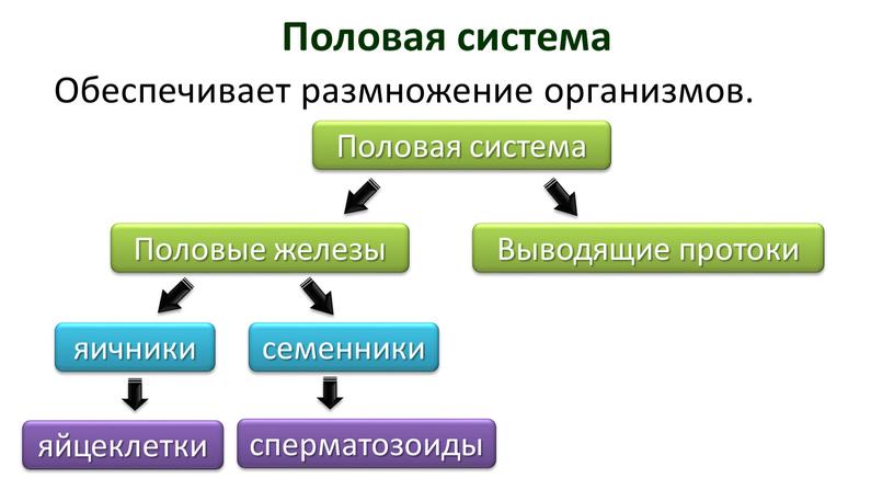 Половая система Обеспечивает размножение организмов