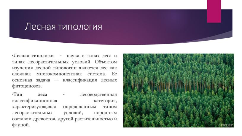 Лесная типология • Лесная типология - наука о типах леса и типах лесорастительных условий