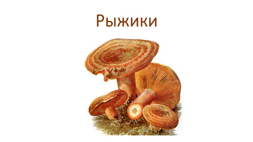 Рыжики