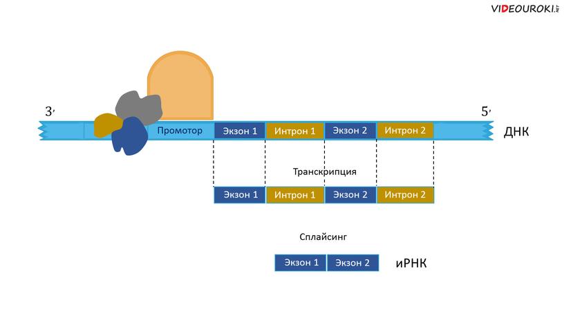 Промотор ДНК Экзон 1 Интрон 1 Экзон 2