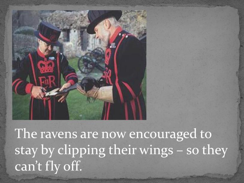 The ravens are now encouraged to stay by clipping their wings – so they can’t fly off