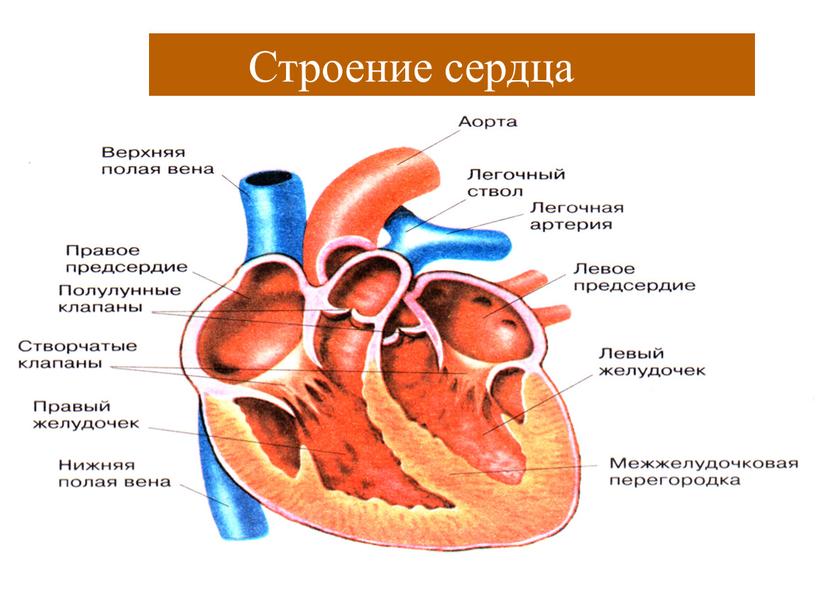 Строение сердца Строение сердца