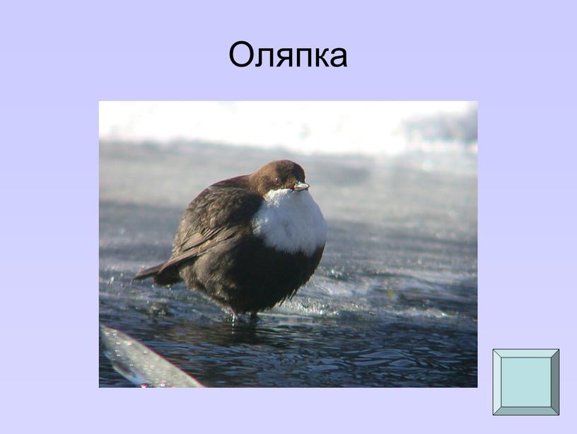 Оляпка