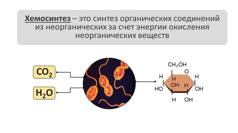 Хемосинтез – это синтез органических соединений из неорганических за счет энергии окисления неорганических веществ