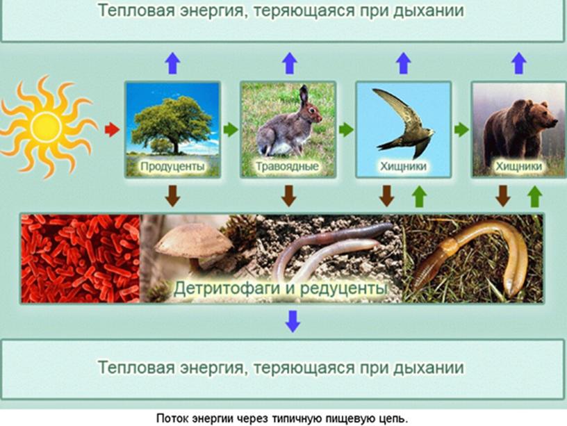 Пищевые цепи, 5 класс, биология