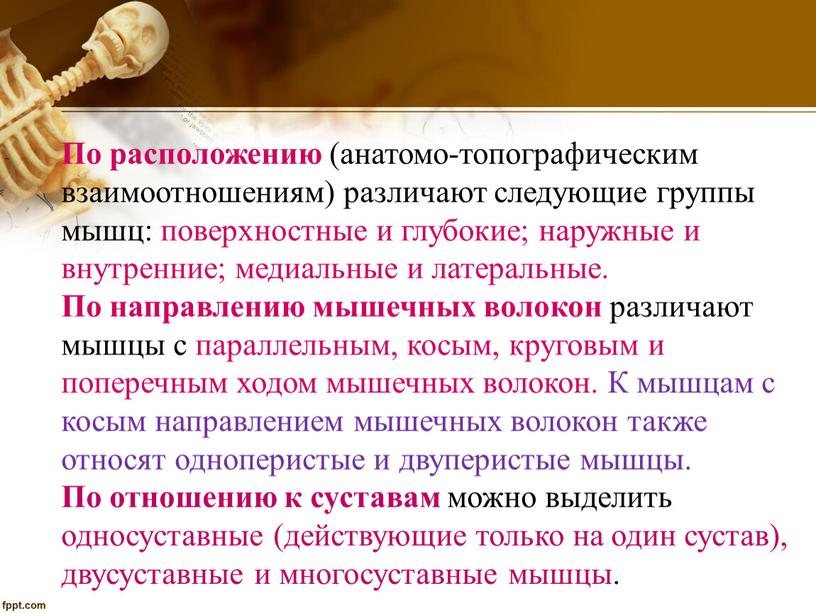 По расположению (анатомо-топографическим взаимоотношениям) различают следующие группы мышц: поверхностные и глубокие; наружные и внутренние; медиальные и латеральные