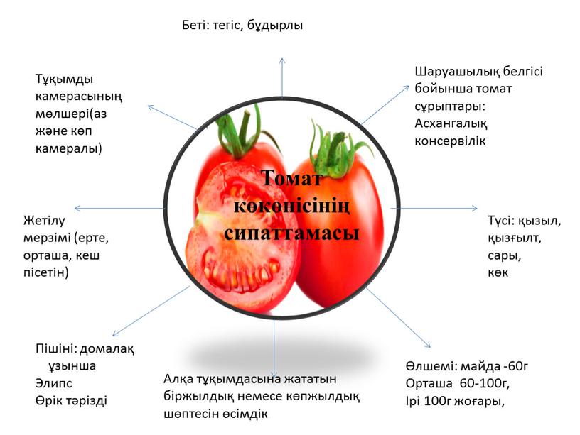 Пішіні: домалақ ұзынша Элипс Өрік тәрізді