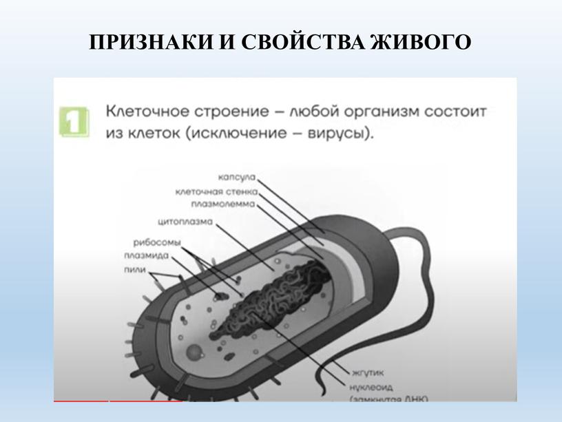 ПРИЗНАКИ И СВОЙСТВА ЖИВОГО