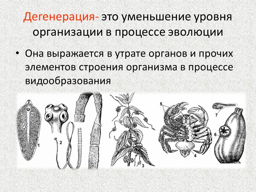 Дегенерация- это уменьшение уровня организации в процессе эволюции