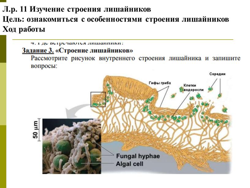 Л.р. 11 Изучение строения лишайников