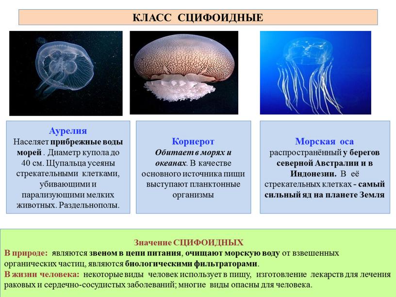 Морская оса распространённый у берегов северной