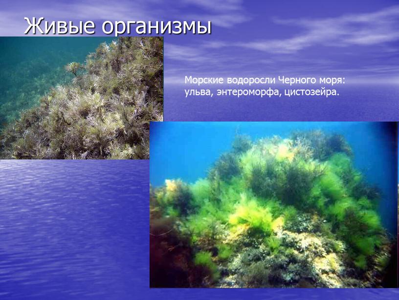 Живые организмы Морские водоросли