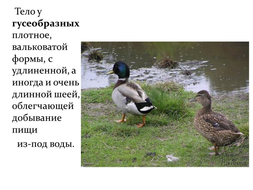 Тело у гусеобразных плотное, вальковатой формы, с удлиненной, а иногда и очень длинной шеей, облегчающей добывание пищи из-под воды