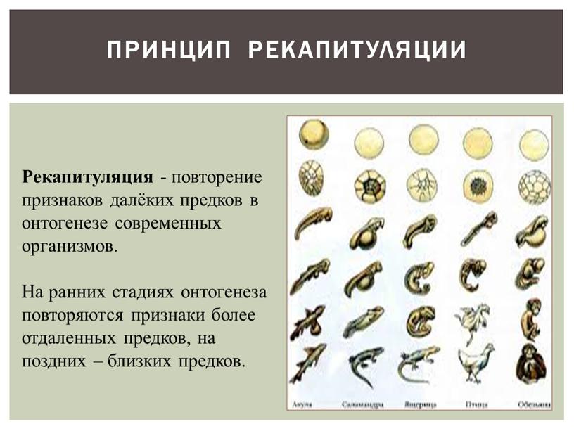 Принцип рекапитуляции Рекапитуляция - повторение признаков далёких предков в онтогенезе современных организмов