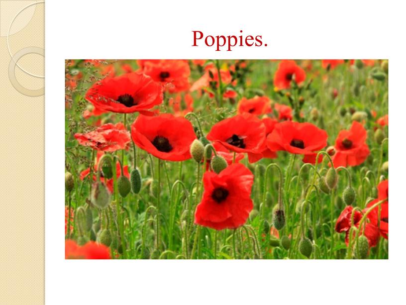 Poppies.