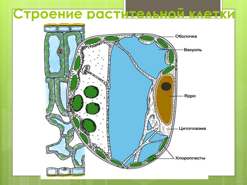 Строение растительной клетки