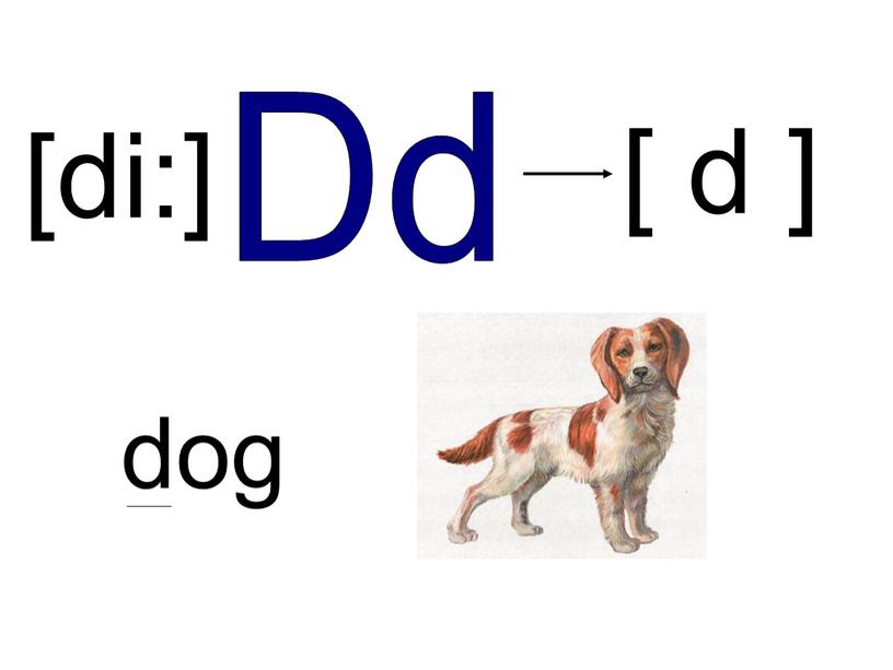 Dd [ d ] dog [di:]
