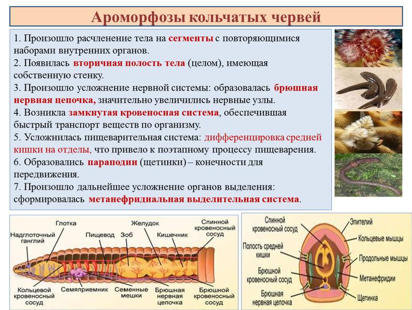 Произошло расчленение тела на сегменты с повторяющимися наборами внутренних органов