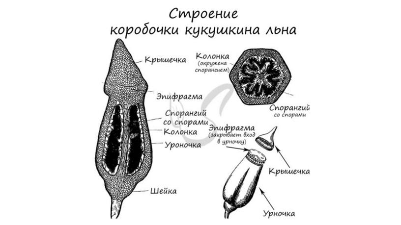 Гистологическое описание Кукушкиного льна