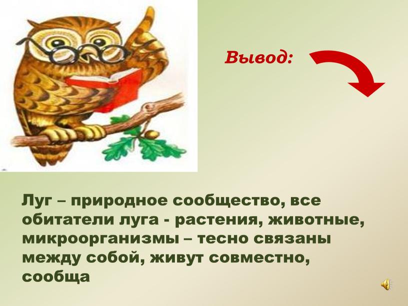 Луг – природное сообщество, все обитатели луга - растения, животные, микроорганизмы – тесно связаны между собой, живут совместно, сообща