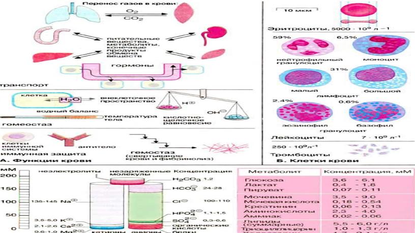 Презентация к уроку биологии в 8 классе по теме: Транспортные системы организма. Кровь