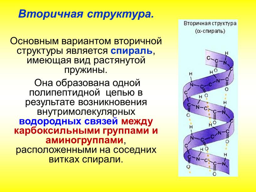 Вторичная структура. Основным вариантом вторичной структуры является спираль , имеющая вид растянутой пружины