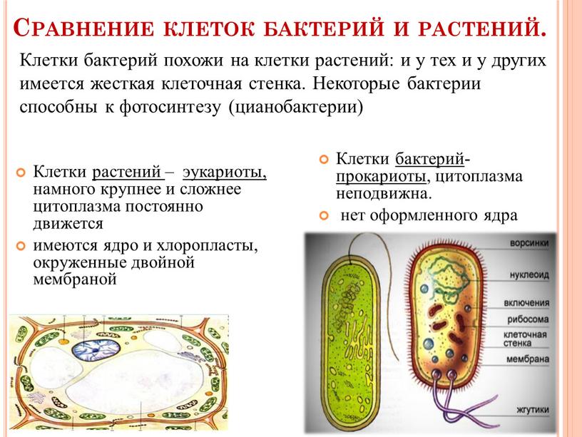 Сравнение клеток бактерий и растений