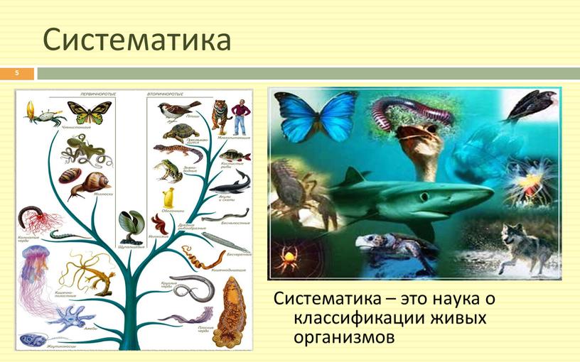 Систематика Систематика – это наука о классификации живых организмов 5