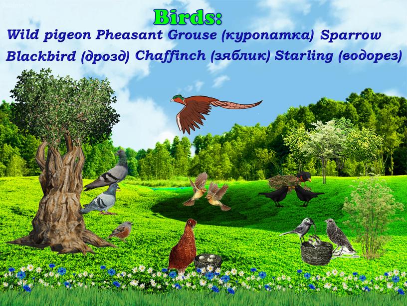 Birds: Wild pigeon Pheasant Grouse (куропатка)