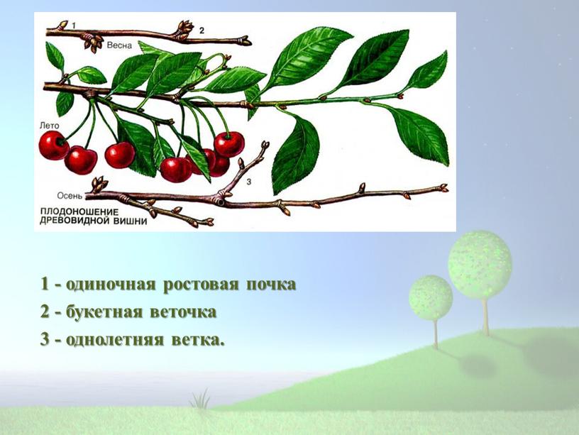 1 - одиночная ростовая почка 2 - букетная веточка 3 - однолетняя ветка.