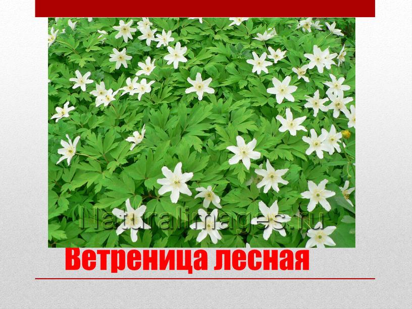 Ветреница лесная