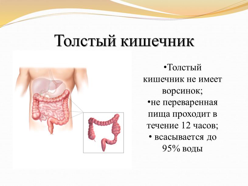 Толстый кишечник Толстый кишечник не имеет ворсинок; не переваренная пища проходит в течение 12 часов; всасывается до 95% воды