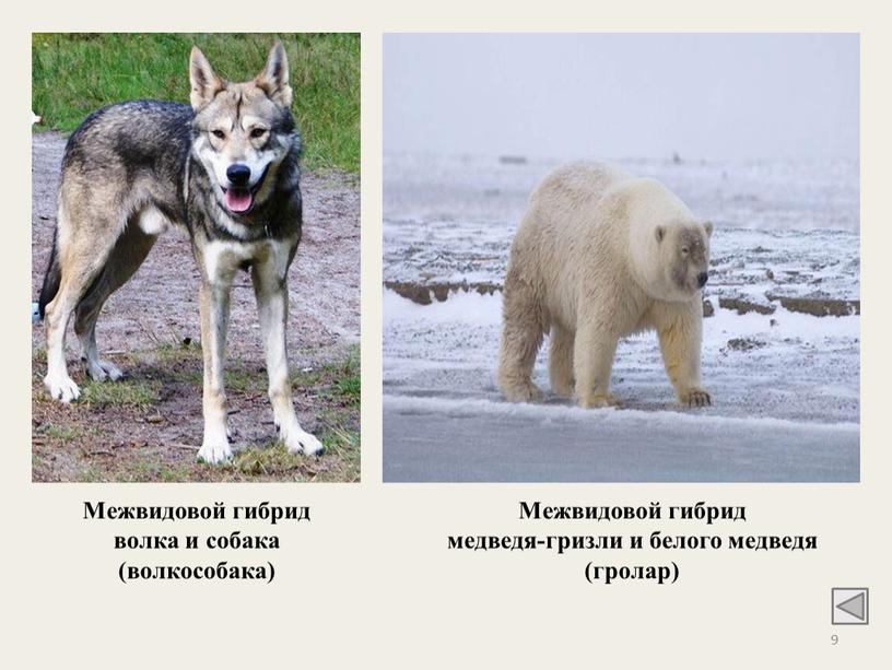 Межвидовой гибрид волка и собака (волкособака)