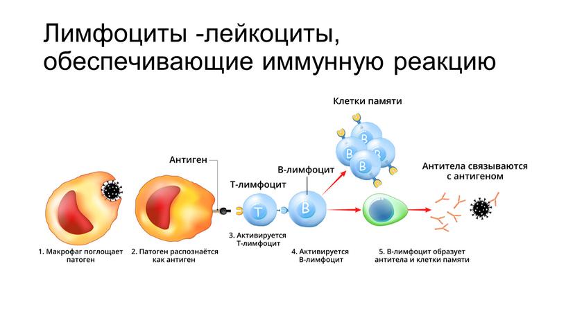 Лимфоциты -лейкоциты, обеспечивающие иммунную реакцию