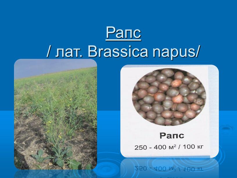 Рапс / лат. Brassica napus/