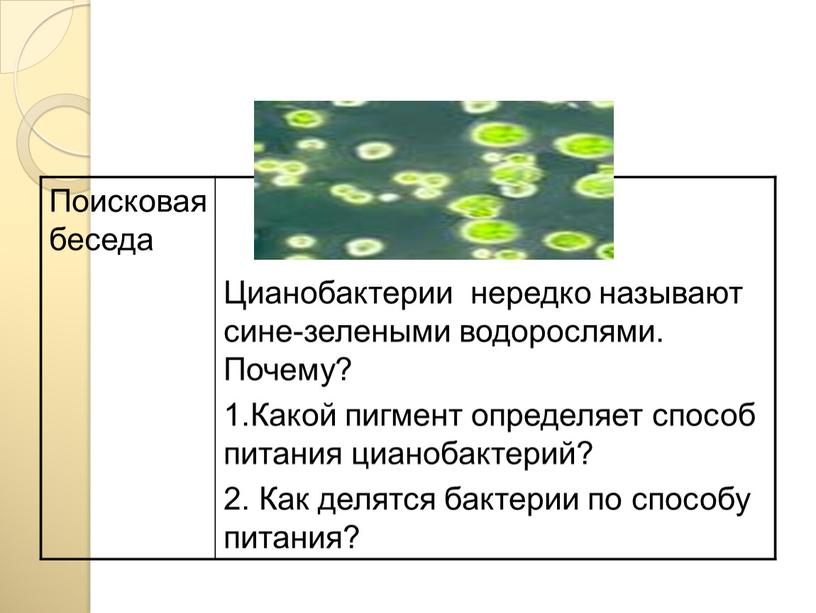 Поисковая беседа Цианобактерии нередко называют сине-зелеными водорослями