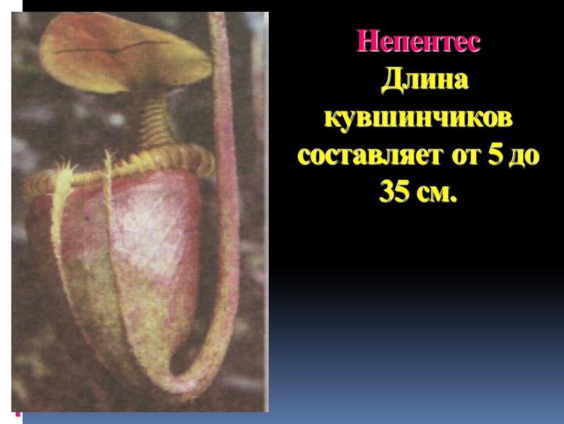 Непентес Длина кувшинчиков составляет от 5 до 35 см