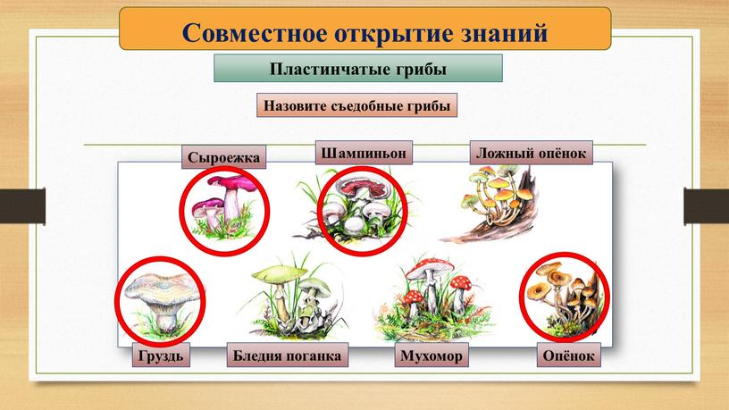 Совместное открытие знаний Пластинчатые грибы