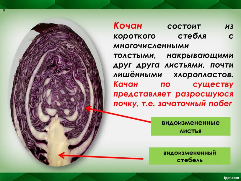 Кочан состоит из короткого стебля с многочисленными толстыми, накрывающими друг друга листьями, почти лишёнными хлоропластов