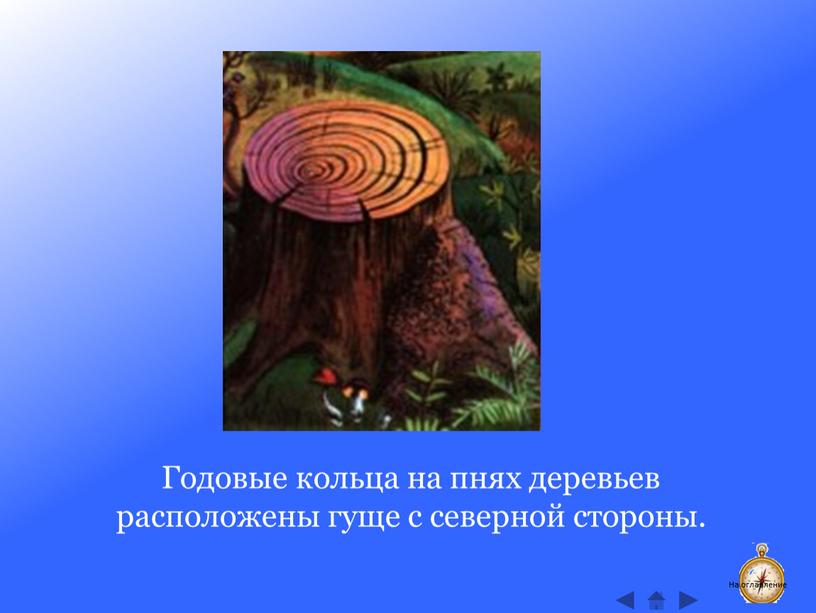 Годовые кольца на пнях деревьев расположены гуще с северной стороны