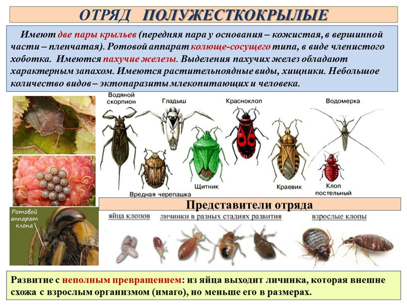 ОТРЯД ПОЛУЖЕСТКОКРЫЛЫЕ Имеют две пары крыльев (передняя пара у основания – кожистая, в вершинной части – пленчатая)