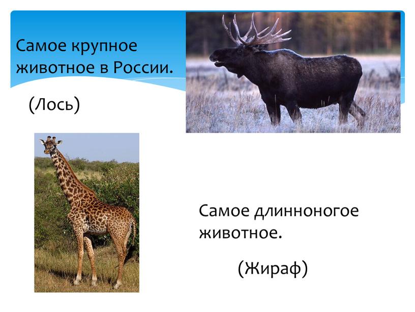 Самое крупное животное в России