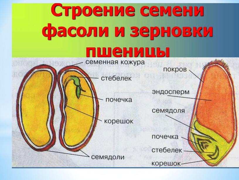 Презентация к уроку по биологии на тему:"Условия прорастания семян".