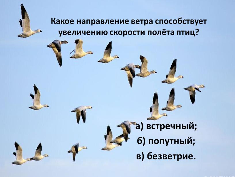 Какое направление ветра способствует увеличению скорости полёта птиц? а) встречный; б) попутный; в) безветрие