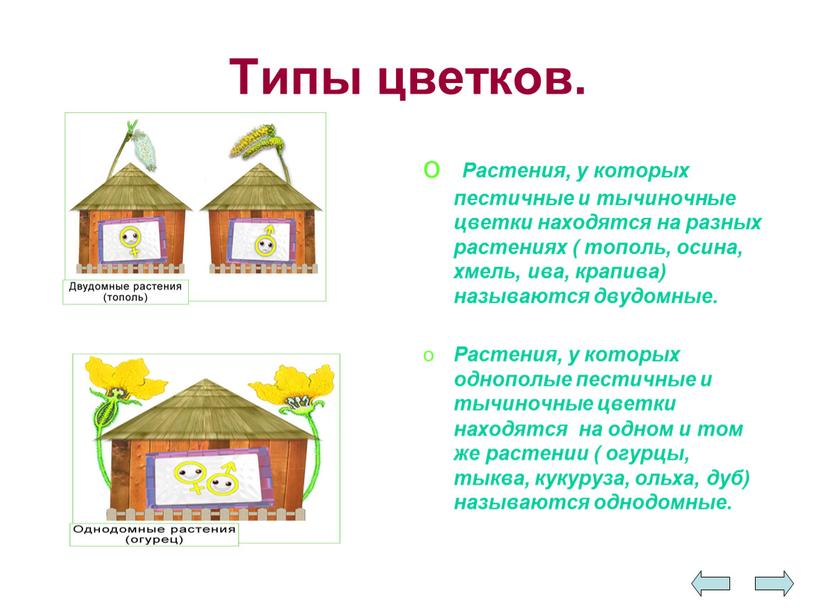 Типы цветков. Растения, у которых пестичные и тычиночные цветки находятся на разных растениях ( тополь, осина, хмель, ива, крапива) называются двудомные